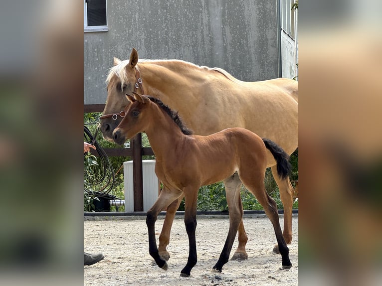 PRE Mare Foal (06/2025) 15,2 hh Pearl in Stahnsdorf