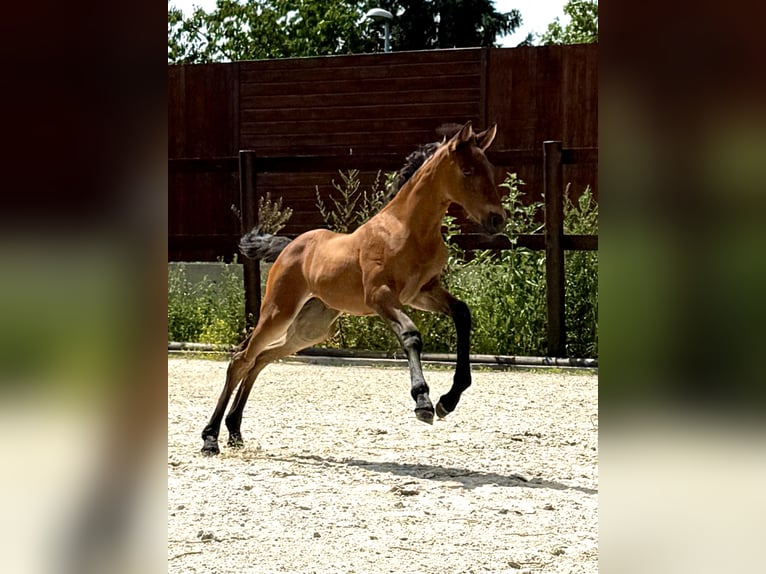 PRE Mare Foal (06/2025) 15,2 hh Pearl in Stahnsdorf