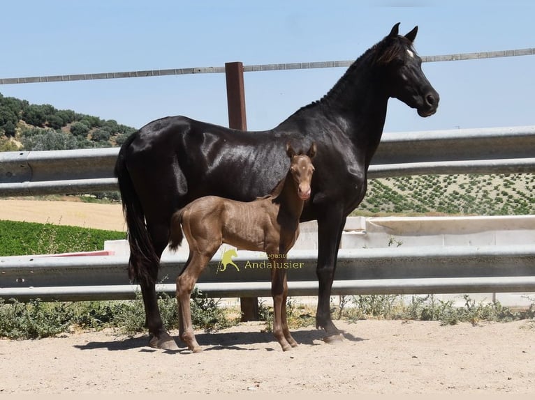 PRE Mare Foal (05/2026) 15.2 hh Pearl in Provinz Cordiba