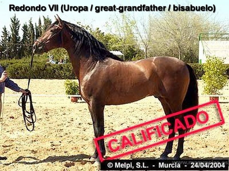 PRE Mare Foal (04/2024) 15,2 hh Perlino in Provinz Cordoba