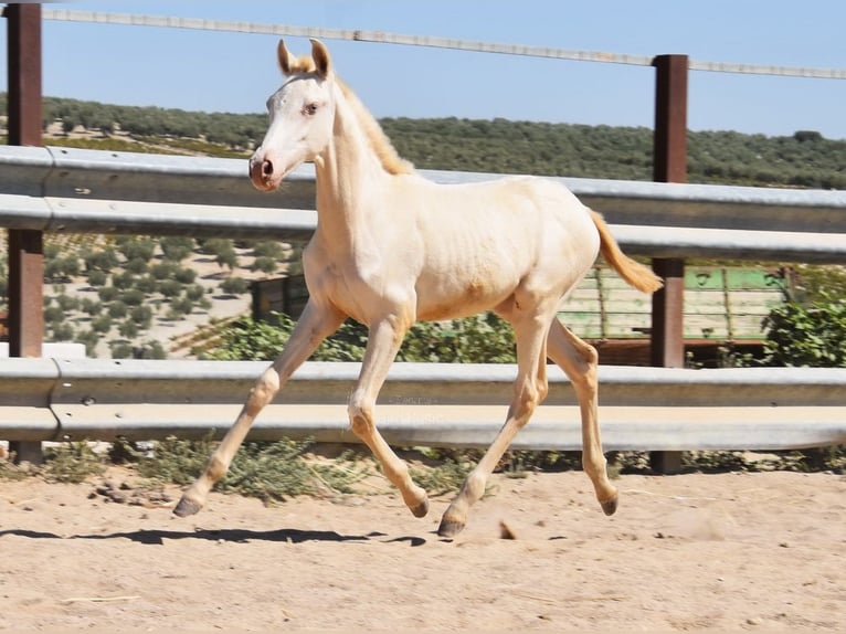 PRE Mare Foal (04/2024) 15,2 hh Perlino in Provinz Cordoba