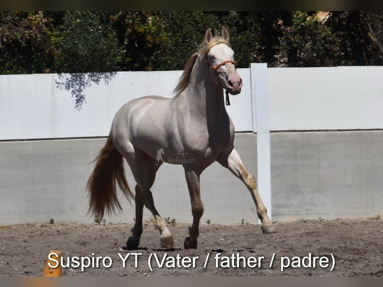 PRE Mare Foal (04/2024) 15,2 hh Perlino in Provinz Cordoba