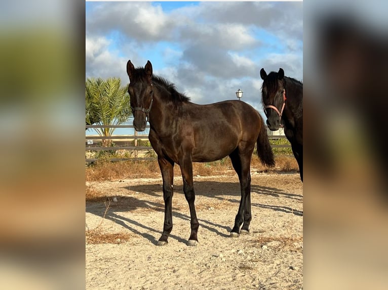 PRE Mare Foal (03/2026) 15.3 hh Black in Jerez de la Frontera