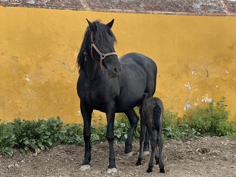 PRE Mare Foal (03/2026) 15.3 hh Black in Jerez de la Frontera