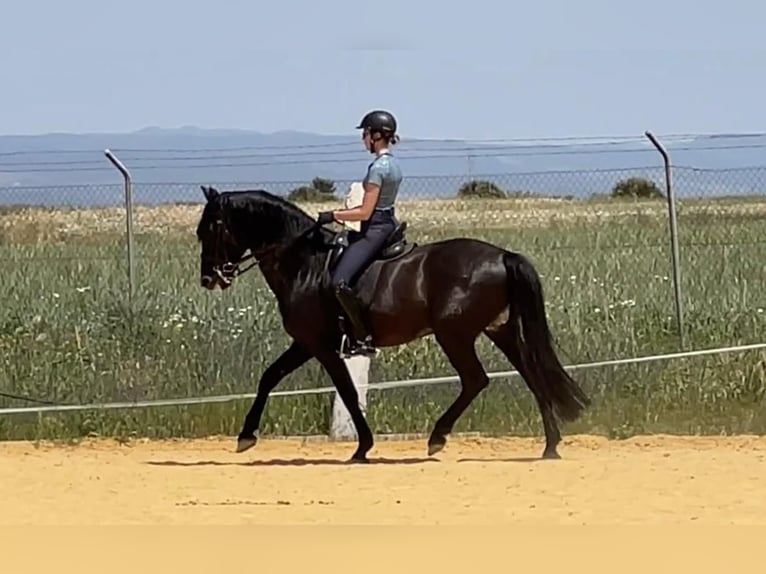 PRE Mare Foal (03/2026) 15.3 hh Black in Jerez de la Frontera