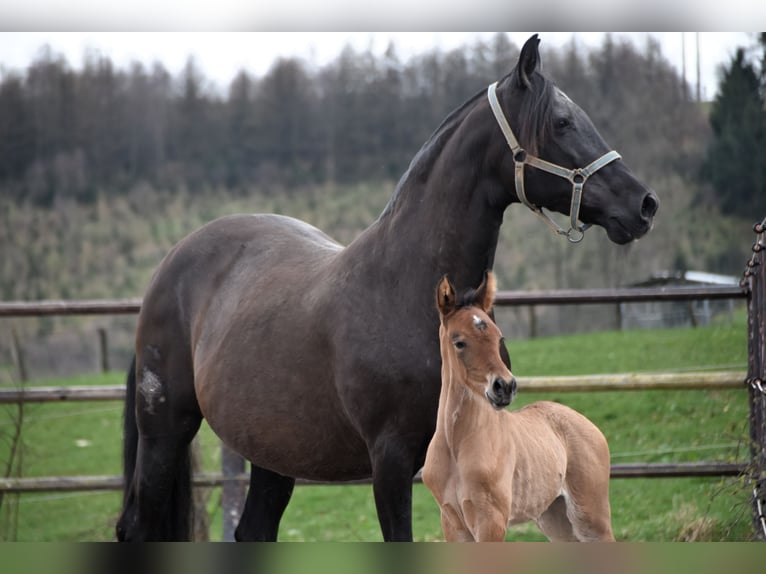 PRE Mare Foal (03/2024) 15,3 hh Brown in Dochamps