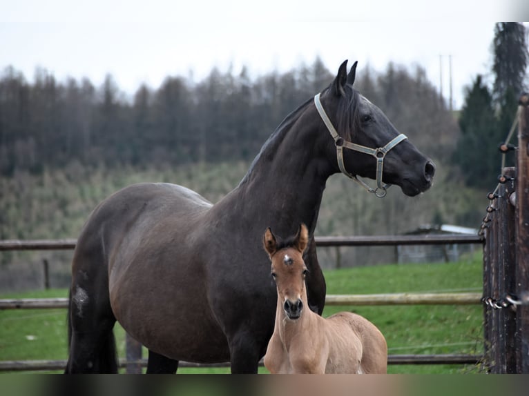 PRE Mare Foal (03/2024) 15,3 hh Brown in Dochamps