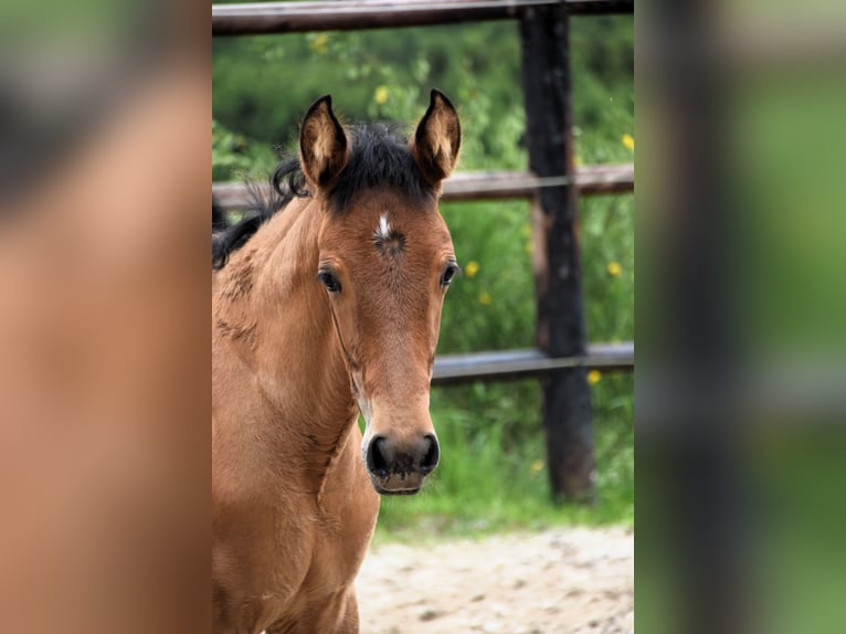 PRE Mare Foal (03/2024) 15,3 hh Brown in Dochamps