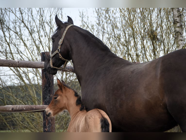 PRE Mare Foal (03/2024) 15,3 hh Brown in Dochamps