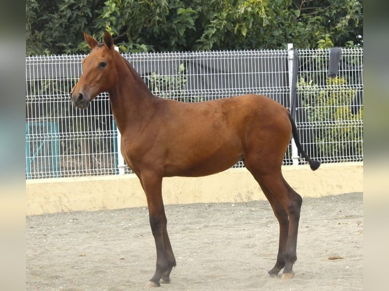 PRE Mare Foal (09/2026) 15.3 hh Brown in Murcia