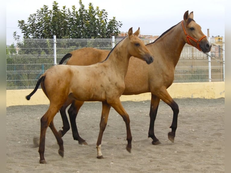 PRE Mare Foal (03/2026) 15.3 hh Buckskin in Murcia
