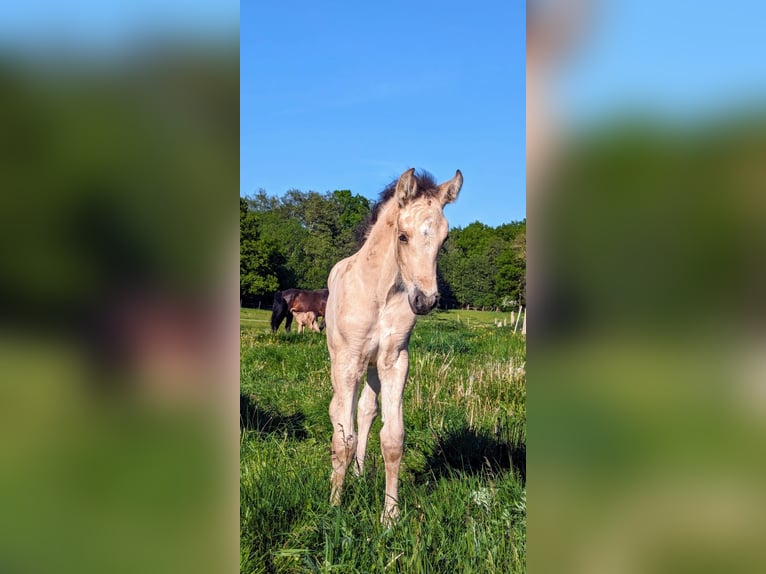 PRE Mix Mare Foal (03/2024) 15,3 hh Dun in Wiendorf