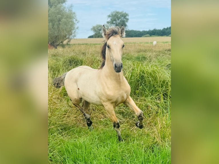 PRE Mix Mare Foal (03/2024) 15,3 hh Dun in Wiendorf