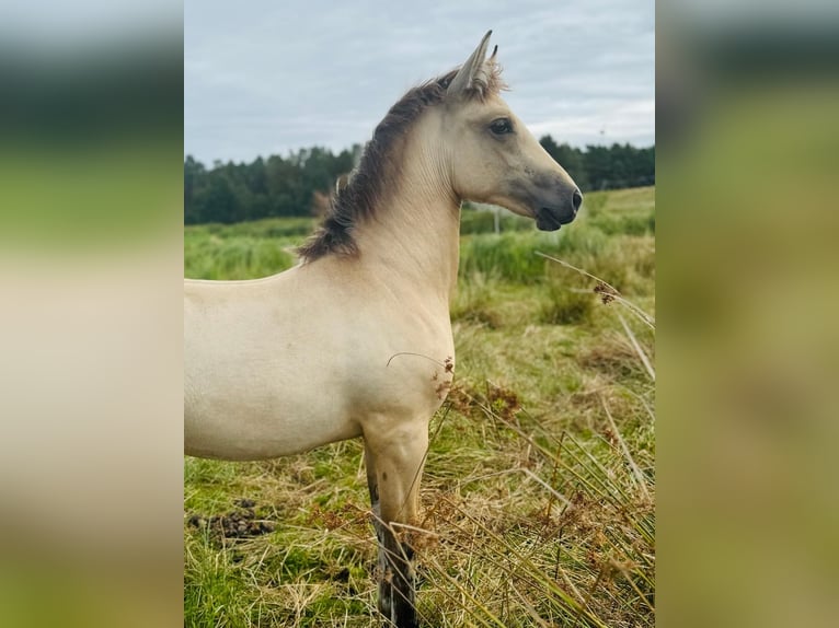 PRE Mix Mare Foal (03/2024) 15,3 hh Dun in Wiendorf