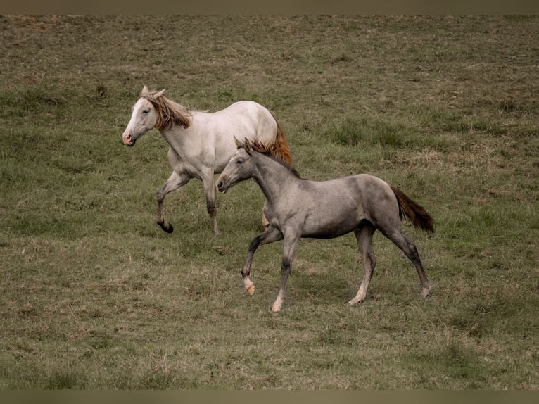 PRE Mare Foal (03/2024) 15,3 hh Gray in Otterberg