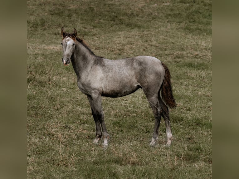 PRE Mare Foal (03/2024) 15,3 hh Gray in Otterberg