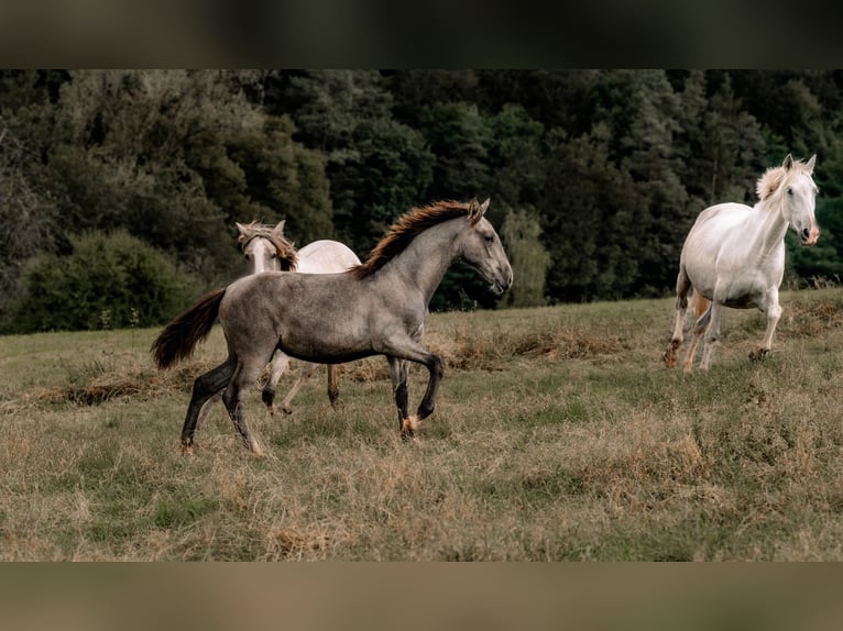 PRE Mare Foal (03/2024) 15,3 hh Gray in Otterberg