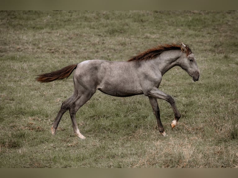 PRE Mare Foal (03/2024) 15,3 hh Gray in Otterberg