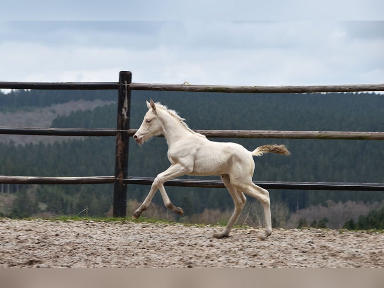 PRE Mare Foal (03/2026) 15.3 hh Pearl in Dochamps