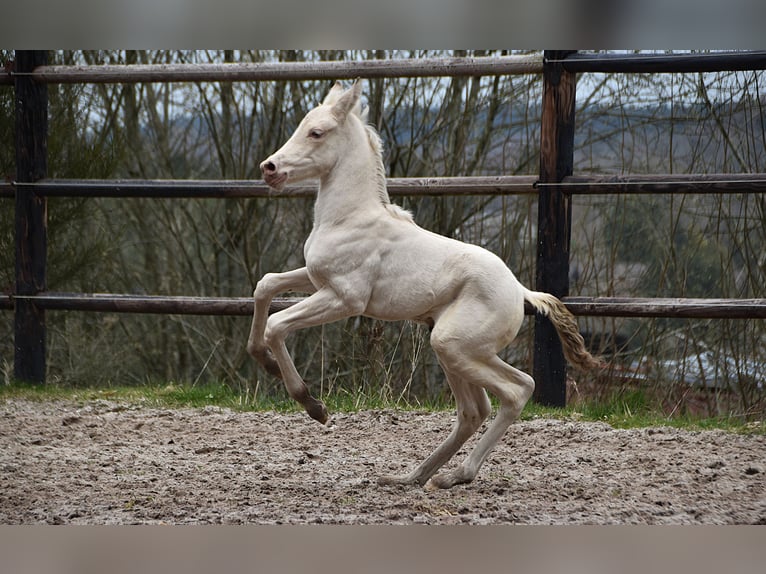 PRE Mare Foal (03/2026) 15.3 hh Pearl in Dochamps