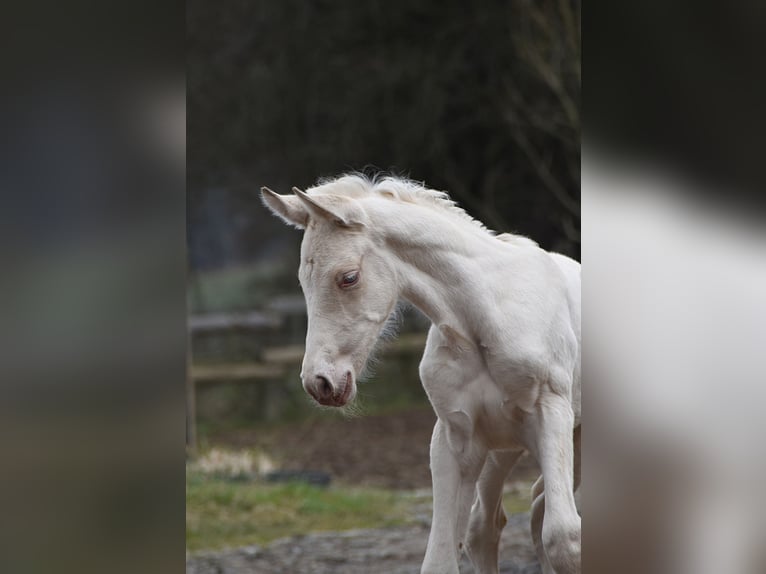 PRE Mare Foal (03/2026) 15.3 hh Pearl in Dochamps