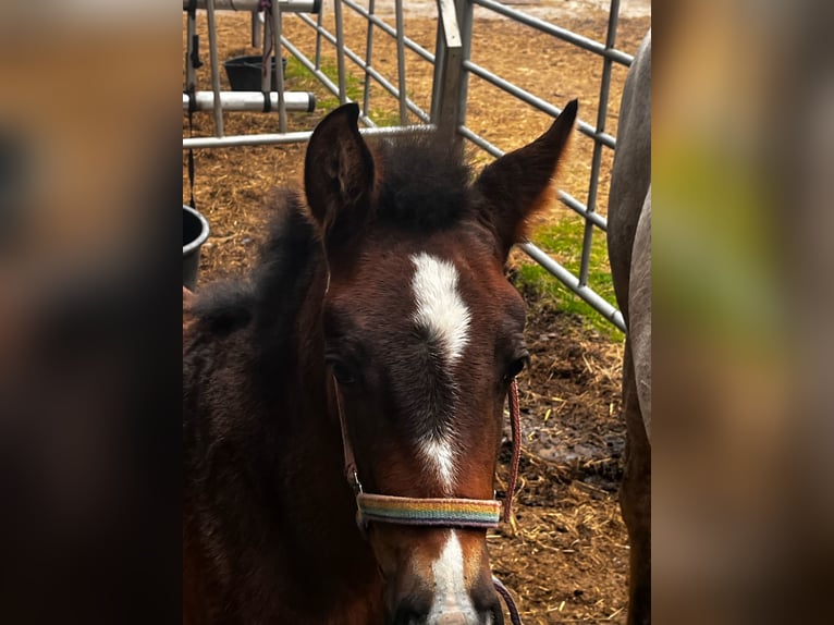 PRE Mare  15,2 hh Bay-Dark in Gem&#xFC;nden (Felda)