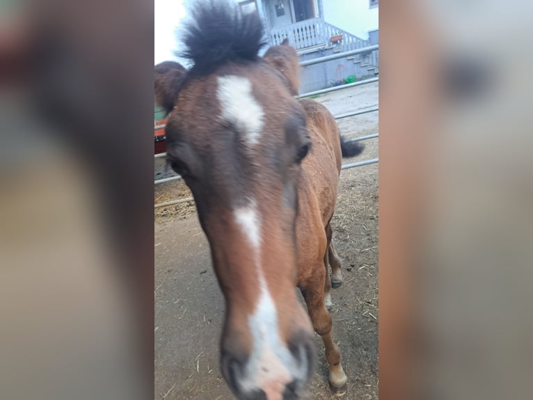 PRE Mare  15,2 hh Bay-Dark in Gem&#xFC;nden (Felda)