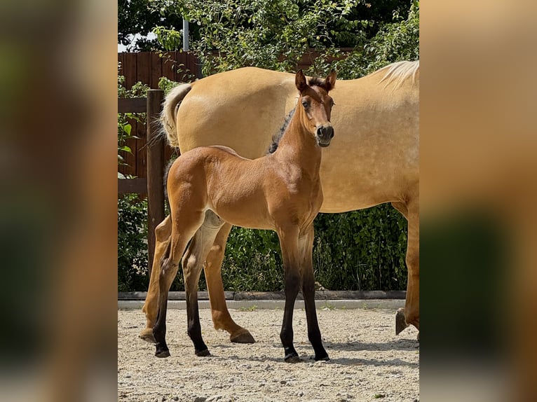 PRE Mare  15,2 hh Brown in Stahnsdorf