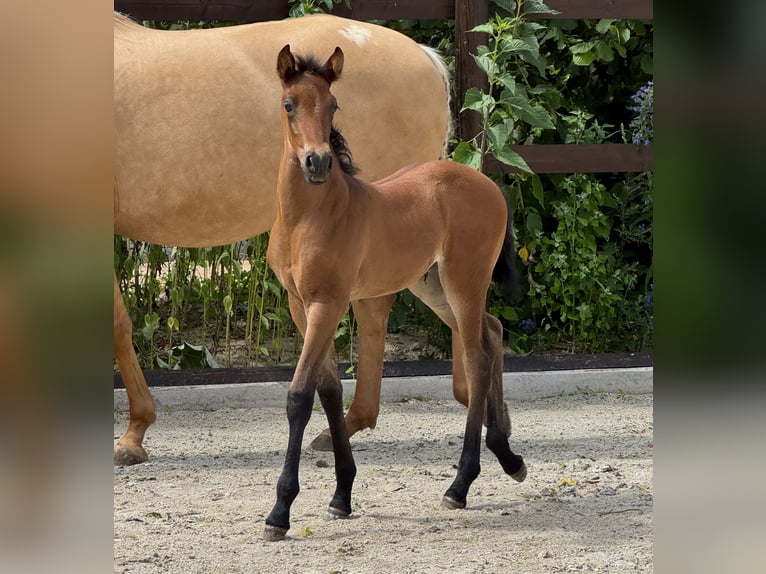 PRE Mare  15,2 hh Brown in Stahnsdorf