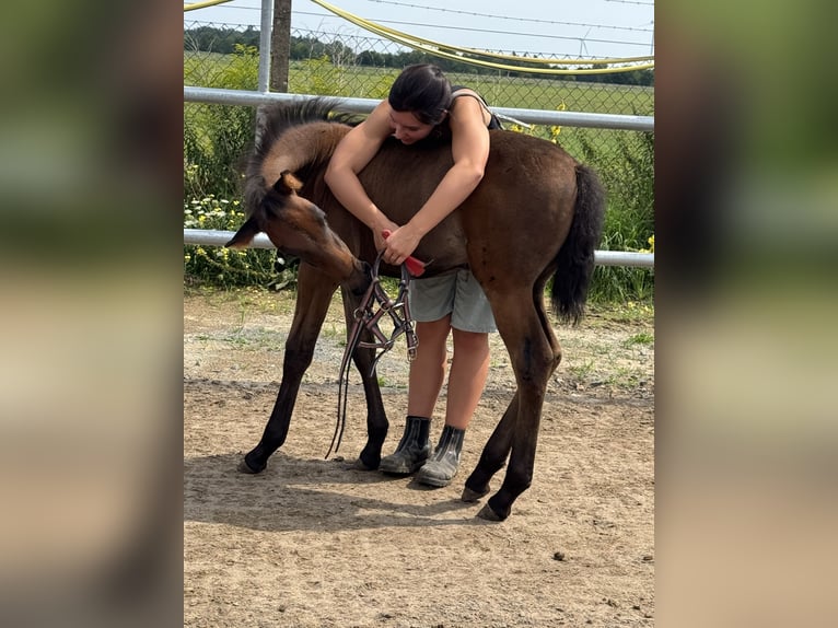 PRE Mare Foal (06/2025) 15,2 hh Brown in Stahnsdorf
