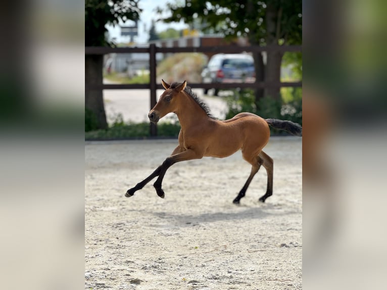 PRE Mare  15,2 hh Brown in Stahnsdorf