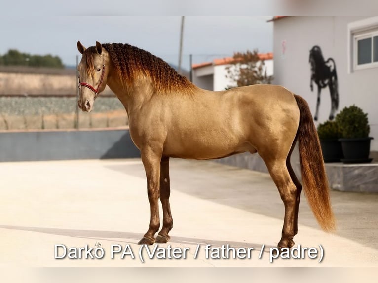 PRE Mare Foal (02/2026) 15,2 hh Brown in Magdalensberg