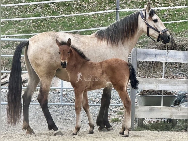 PRE Mare Foal (02/2026) 15,2 hh Brown in Magdalensberg