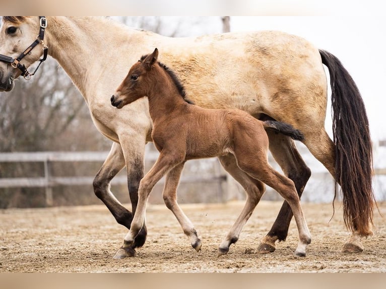 PRE Mare Foal (02/2026) 15,2 hh Brown in Magdalensberg