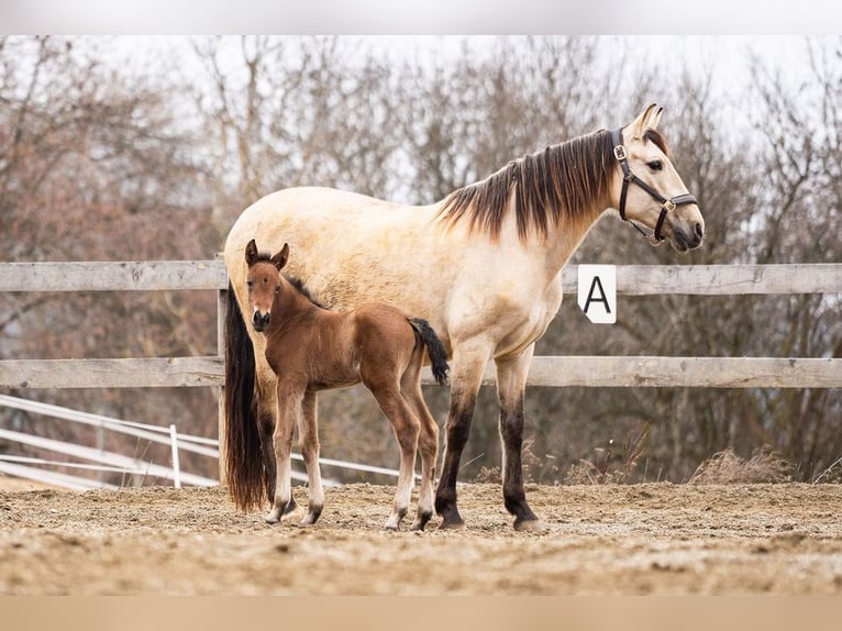 PRE Mare Foal (02/2026) 15,2 hh Brown in Magdalensberg