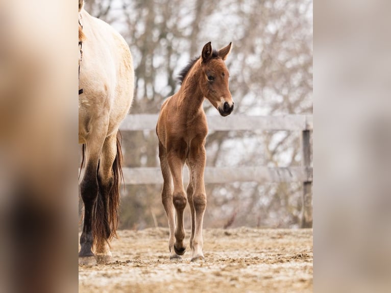 PRE Mare Foal (02/2026) 15,2 hh Brown in Magdalensberg