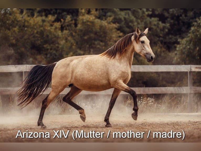 PRE Mare Foal (02/2026) 15,2 hh Brown in Magdalensberg