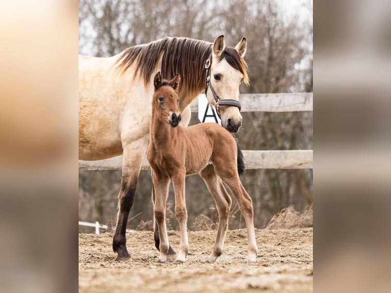 PRE Mare Foal (02/2026) 15,2 hh Brown in Magdalensberg