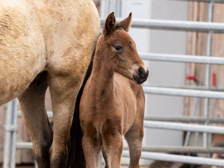 PRE Mare Foal (02/2026) 15,2 hh Brown in Magdalensberg