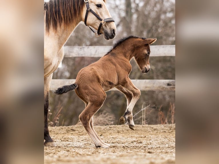 PRE Mare Foal (02/2026) 15,2 hh Brown in Magdalensberg