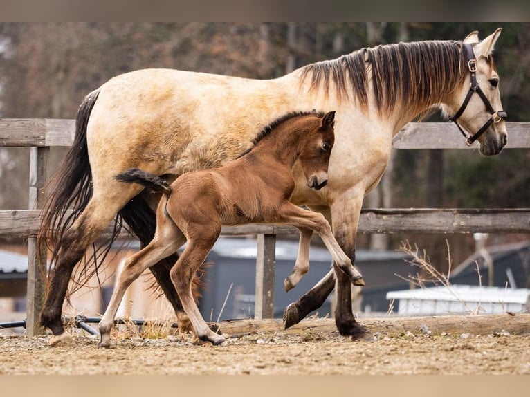 PRE Mare Foal (02/2026) 15,2 hh Brown in Magdalensberg