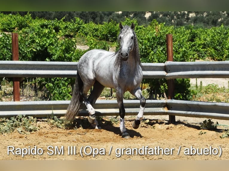 PRE Mare Foal (03/2026) 15,2 hh Dun in Provinz Cordoba