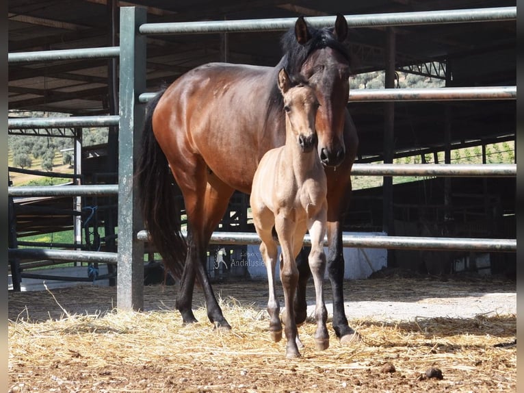 PRE Mare Foal (03/2026) 15,2 hh Dun in Provinz Cordoba