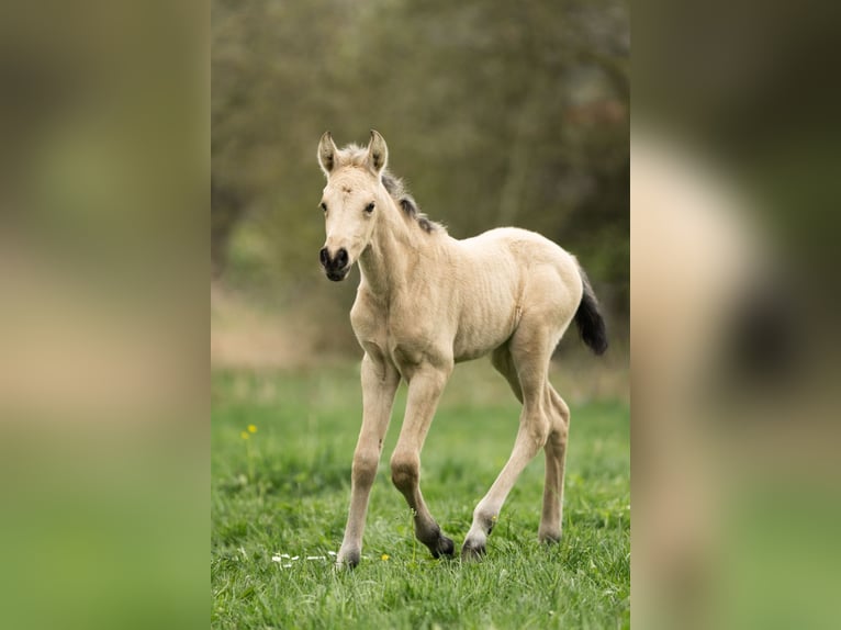 PRE Mare Foal (04/2026) 15,2 hh Dun in Feuchtwangen