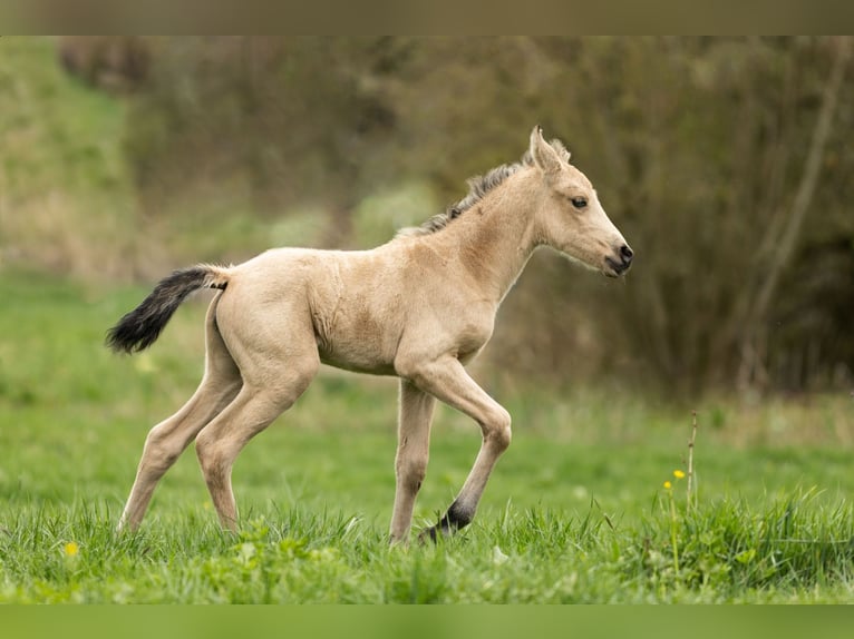 PRE Mare Foal (04/2026) 15,2 hh Dun in Feuchtwangen