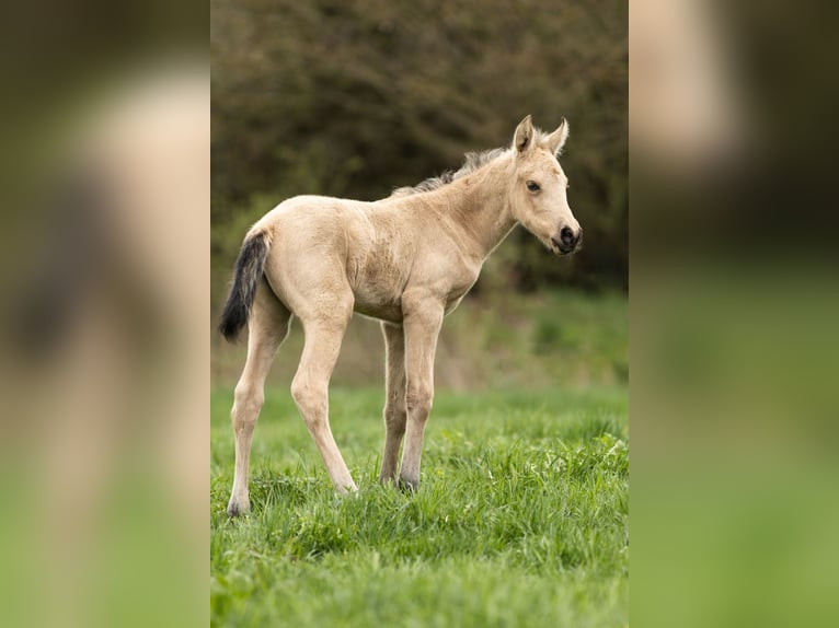 PRE Mare Foal (04/2026) 15,2 hh Dun in Feuchtwangen