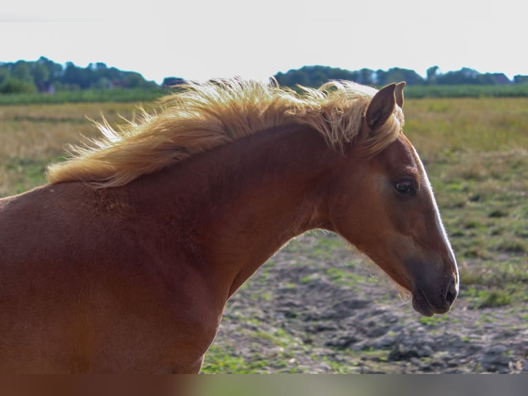 PRE Mare Foal (01/2024) 16,1 hh Chestnut-Red in Wremen