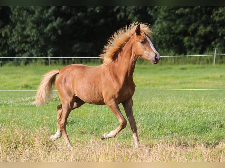 PRE Mare Foal (01/2024) 16,1 hh Chestnut-Red in Wremen