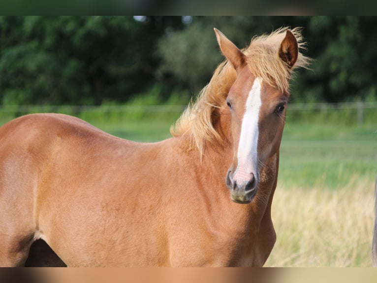 PRE Mare Foal (01/2024) 16,1 hh Chestnut-Red in Wremen