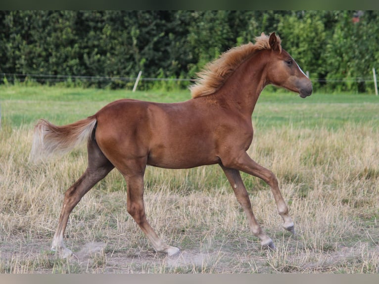 PRE Mare Foal (01/2024) 16,1 hh Chestnut-Red in Wremen